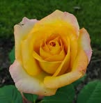 Barbara Knipp - Facebook