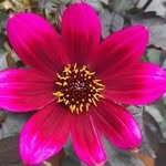 Barbara Knuth - @lentulo2022 - Instagram