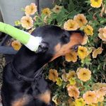 Barbara Knutson - @socaldoberman - Instagram