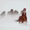 Barbara Koenig - @barbara.koenig4 - TikTok
