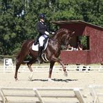 Barbara Kovács - @flash_breeding_stallion - Instagram
