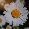 barbaralaibsonsla - @barbaralaibsonsla - TikTok