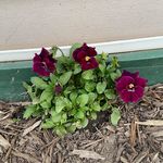 Barbara Lambright - @hershberger.barbara - Instagram