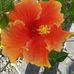 Barbara Lamont - Facebook