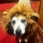 Barbara Matheis Lamont - @melaniesdoglife - Instagram