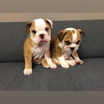 Barbara & Bertie Lanigan Hulme - @babsandbertie - Instagram