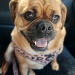 Barbara Leopold - @frankiebeanthepugalier - Instagram