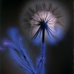 Barbara Liang - Facebook