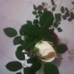 Barbara Liang - Facebook