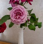 Barbara Lichtenegger - Facebook