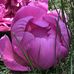 Barbara Lieb - Facebook