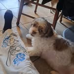 Barbara Liebfred - @blpatches - Instagram