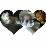 Barbara Liebfred - @bpatched - Instagram