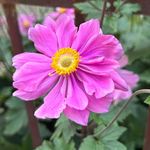 Barbara Liebig - @balischu - Instagram