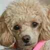 Barbara Lies - @barbara.lies - TikTok