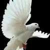 Barbara Light - @unique.59 - TikTok