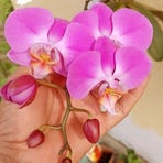 Barbara Lin - Facebook