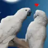 Barbara Lipska647 - @barbaralipska647 - TikTok