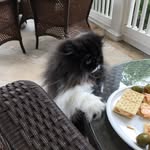 Barbara Lott - @catlady4u - Instagram