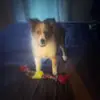Barbara Luberto 🐾 - @barbara.luberto - TikTok