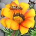 Barb Lowther - Facebook