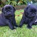 Barbara Macdonald - Facebook