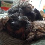 Barbara Felix Mader - @buddysweetheart - Instagram