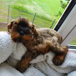 Barbara Mader - @buddyamericanschnauzer - Instagram