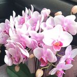 @ykkmadonnabarbara - Instagram