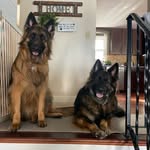 Barbara Maher - @keira_meika_gsd - Instagram