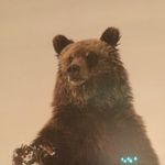 Barbara Mattson - @bzmattson1 - Instagram