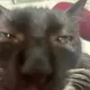 TOMMYFOMY - @barbaraamaya4720 - TikTok