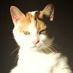 Barbara Fields-McAfee - @fieldsmcafee - Instagram