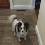 Barbara McCaffrey Harrington - @papillon0665 - Instagram