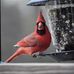 Barbara McClendon Nature Photography - Facebook