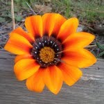 Barbara McClung - @barb_mcclung - Instagram