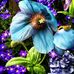 Barbara McDevitt Photography - Facebook