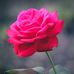 Barbara McElfresh - Facebook