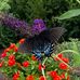 Barbara McCrory - Facebook
