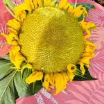 Barbara Williamson McInnes - @marthaknitting - Instagram