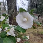 Barbara McLendon - Facebook