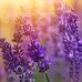 Barbara McNicholas - Facebook