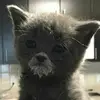 Barbara McWilliams - @gamerkitty - TikTok