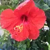 barbaramcwilliams15 - @barbaramcwilliams15 - TikTok