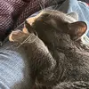 Babs - motheroflittlelions - @babs.the_cat_whisperer - TikTok