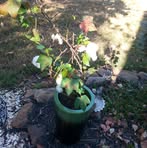 Barbara Messerschmidt - Facebook