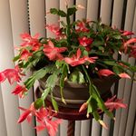 Barbara Battaglia Millar - @bjmillar412 - Instagram