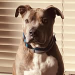 Lucas - Santa Barbara Miracle Pup - @lucasthefurkid - Instagram