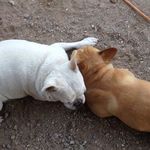 Barbara Monroe - @bulldozeraz - Instagram