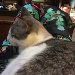 Barbara Morrell - @crabbycaked - Instagram